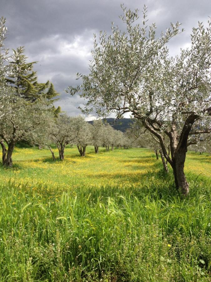 Gli Ulivi D'Argento Vila Assisi Exterior foto